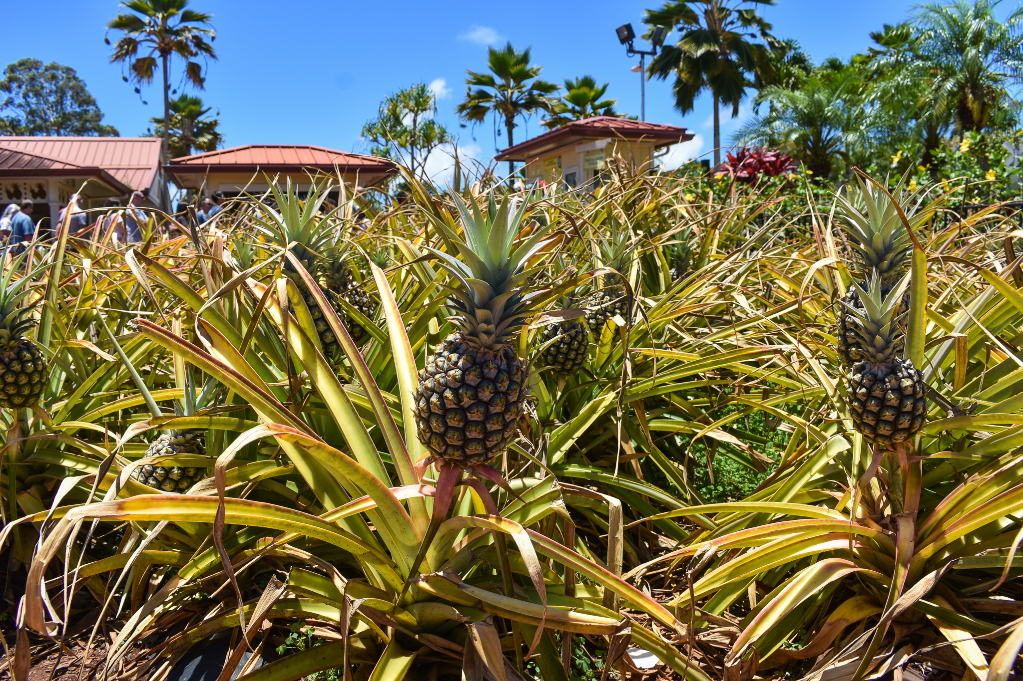 Visiting The Dole Plantation In Hawaii - Forever Lost In Travel