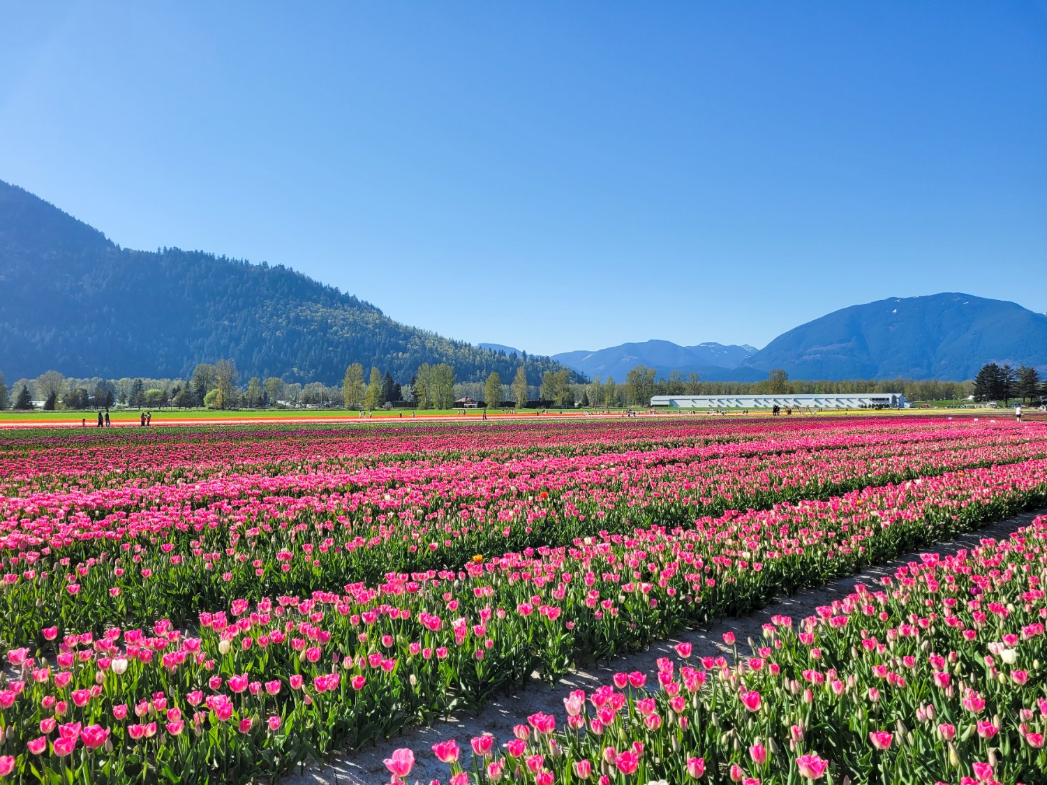 Are InstaWorthy Flower Festivals Worth Visiting? Forever Lost In Travel