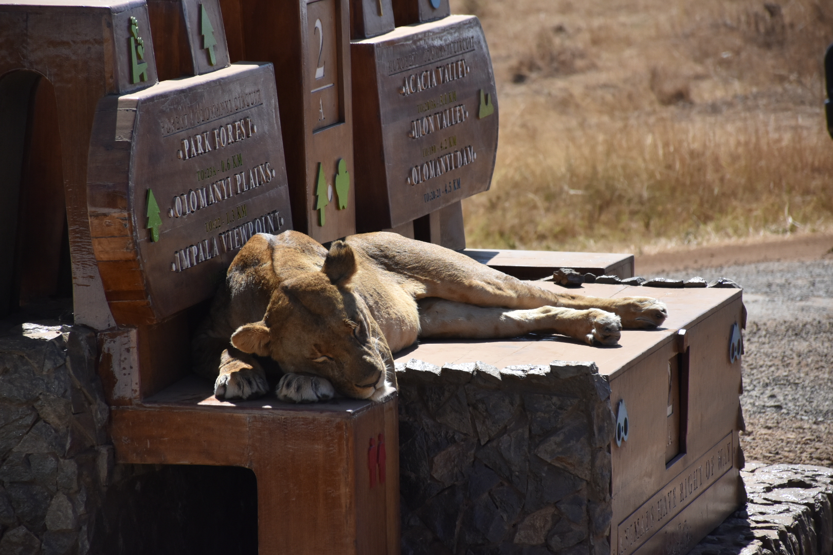 Nairobi Safari Tour - What You Need To Know - Forever Lost In Travel